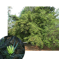 Podocarpus Tree