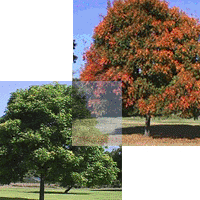 Chinese Pistache Tree