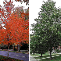 Red Maple Tree