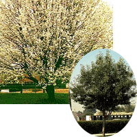 Aristocrat Flowering Pear Tree