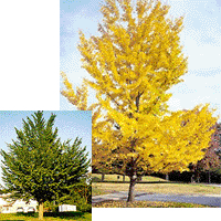 Maidenhair Tree Tree