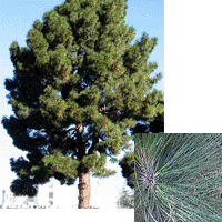 Canary Island Pine Tree