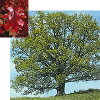 Red Oak Tree